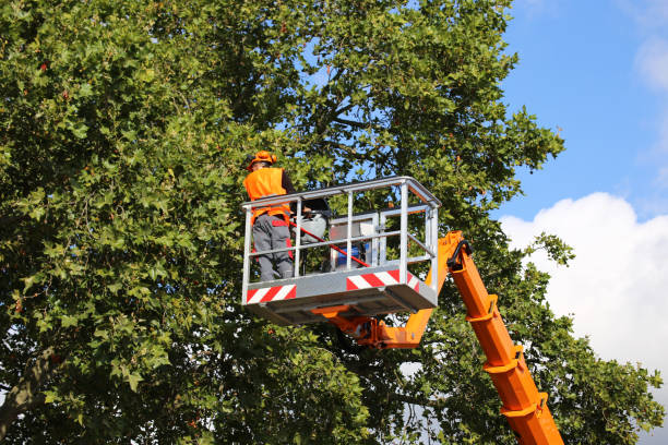 Leaf Removal in Wabasha, MN